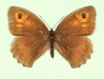 biocellata Meadow Brown (Maniola jurtina)