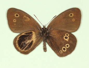 nov Ringlet (Aphantopus hyperanthus)