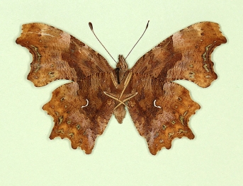 variegata Comma (Polygonia c-album)