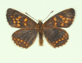 physiodina Heath Fritillary (Melitaea athalia)