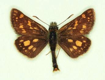 trans edori Chequered Skipper (Carterocephalus palaemon)