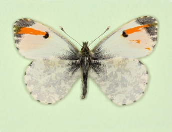 gynandromorph Orange-tip (Anthocharis cardamines)