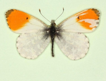 mosaic gynandromorph Orange-tip (Anthocharis cardamines)