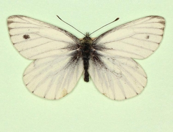 nov Green-veined White (Pieris napi)