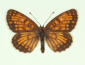nov Heath Fritillary (Melitaea athalia)