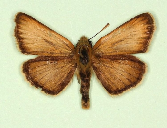 latenigra Small Skipper (Thymelicus sylvestris)