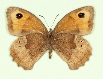 apicoextensa Meadow Brown (Maniola jurtina)