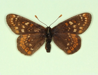 atricolor Marsh Fritillary (Euphydryas aurinia)