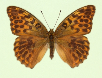 ocellata Silver-washed Fritillary (Argynnis paphia)