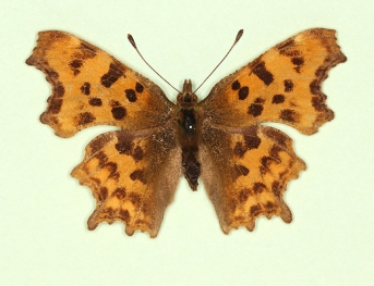 intermedia Comma (Polygonia c-album)