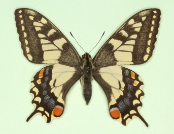 castanii + increscens Swallowtail (Papilio machaon)