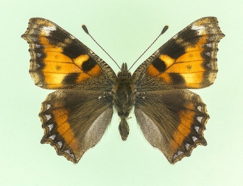trans ab. leodiensis Small Tortoiseshell (Aglais urticae)