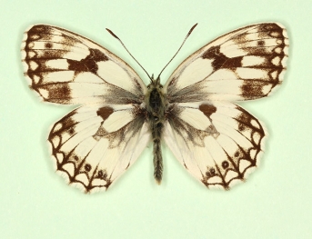 duponti Marbled White (Melanargia galathea)