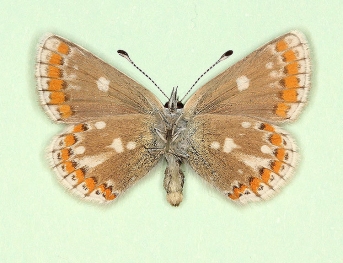 vedrae Northern Brown Argus (Aricia Artaxerxes)