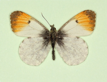 nov Orange-tip (Anthocharis cardamines)