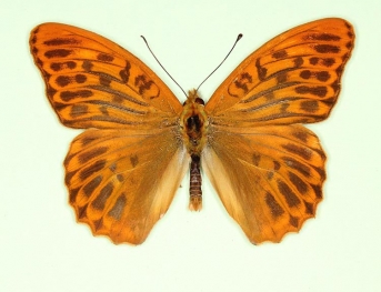 confluens Silver-washed Fritillary (Argynnis paphia)