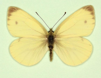 flavescens Green-veined White (Pieris napi)
