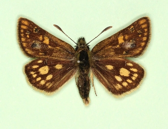 edori Chequered Skipper (Carterocephalus palaemon)
