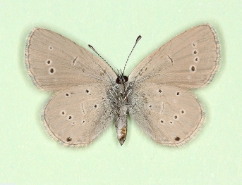 nov Small Blue (Cupido minimus)