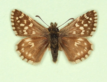 trans ab. brunnea Grizzled Skipper (Pyrgus malvae)