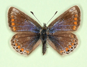 oceanus Common Blue (Polyommatus (Lysandra) icarus)