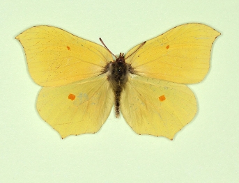 aurantiaca Brimstone (Gonepteryx rhamni)