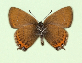 nov Black Hairstreak (Satyrium pruni)