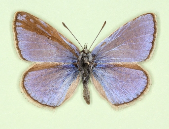 Gynandromorph Common Blue (Polyommatus (Lysandra) icarus)