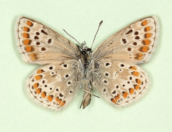 nov Brown Argus (Aricia agestis)