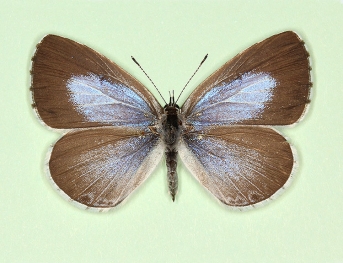aquilina Holly Blue (Celastrina argiolus)