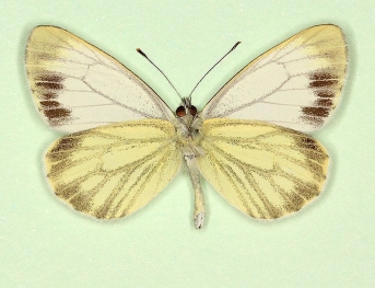 funebris Green-veined White (Pieris napi)