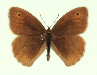 caeca Meadow Brown (Maniola jurtina)