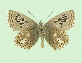 subtus-partim-radiata Adonis Blue (Polyommatus (Lysandra) bellargus)