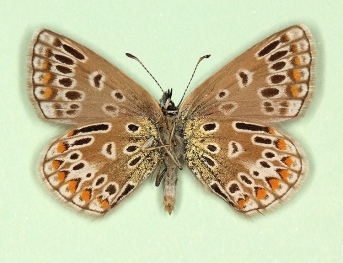 radiata Common Blue (Polyommatus (Lysandra) icarus)