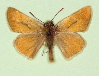 reversa Small Skipper (Thymelicus sylvestris)
