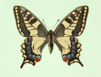 nov + bimaculatus Swallowtail (Papilio machaon)
