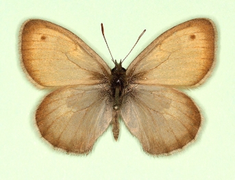 albescens Small Heath (Coenonympha pamphilus)