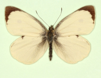 lacticolor Large White (Pieris brassicae)