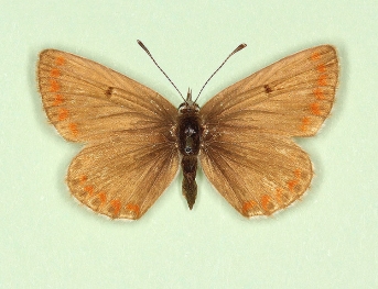 albino Brown Argus (Aricia agestis)