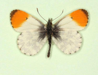pupillata Orange-tip (Anthocharis cardamines)