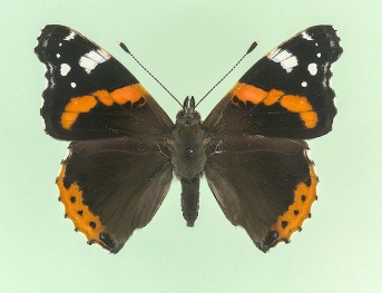 ab. nov Red Admiral (Vanessa atalanta)