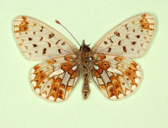 pallida Pearl-bordered Fritillary (Boloria euphrosyne)