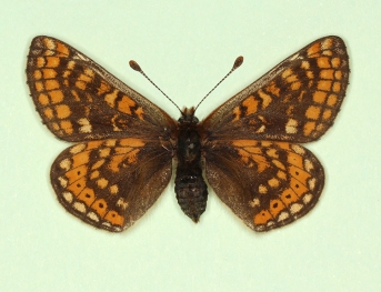 morena Marsh Fritillary (Euphydryas aurinia)