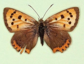 ab. nov Small Copper (Lycaena phlaeas)