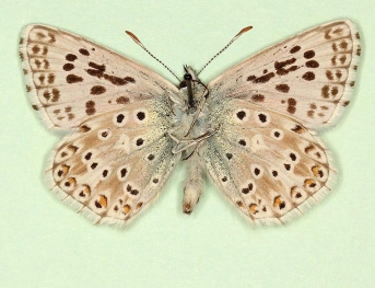 ultralunaextensa Chalkhill Blue (Polyommatus (Lysandra) coridon)