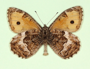 ab. nov Grayling (Hipparchia semele)