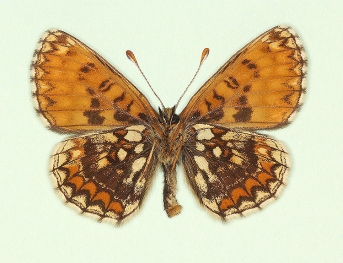 postfuscofasciata Heath Fritillary (Melitaea athalia)