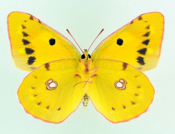 seriata Clouded Yellow (Colias croceus)