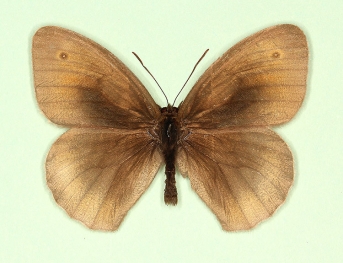 brigitta Meadow Brown (Maniola jurtina)