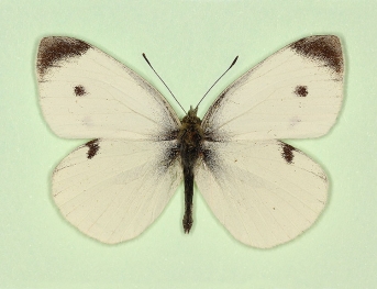 triangulata Small White (Pieris rapae)